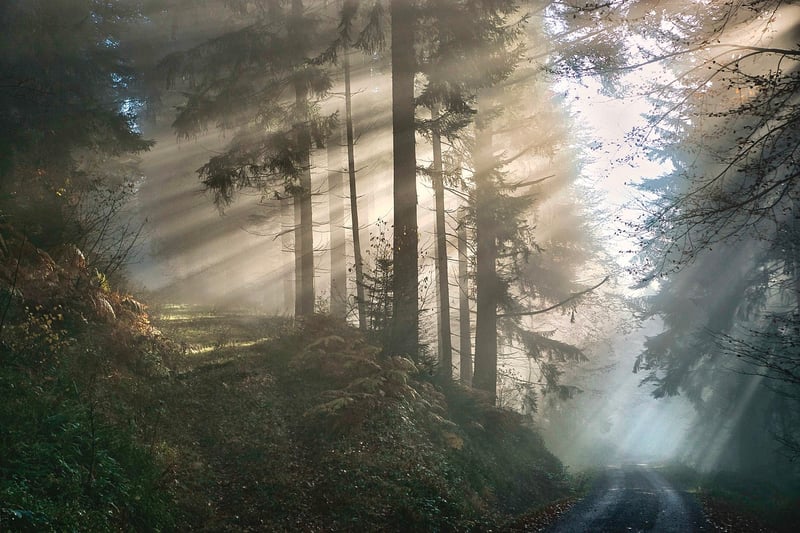 Mystical Forest Accents