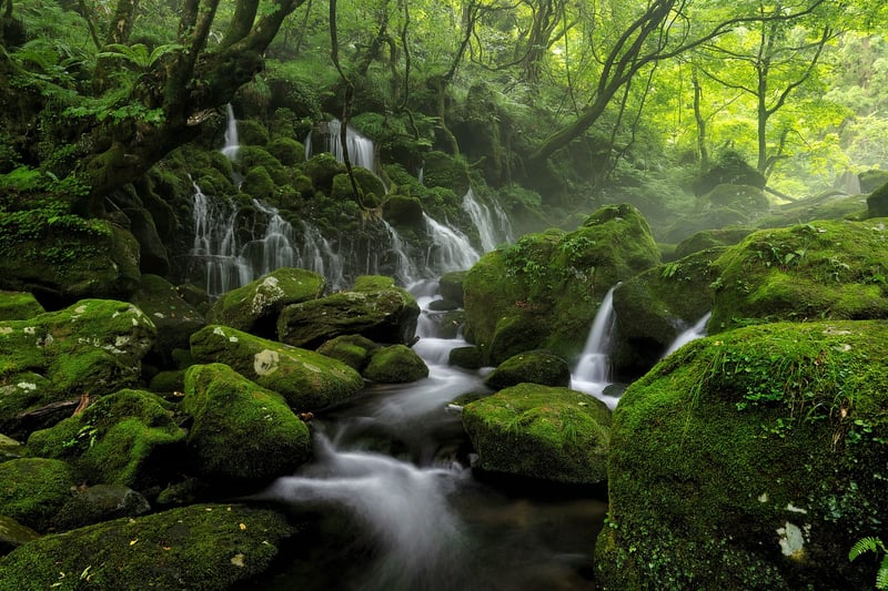 Mossy Accents
